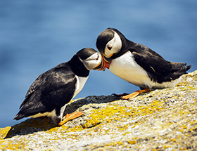 Two puffins touching heads